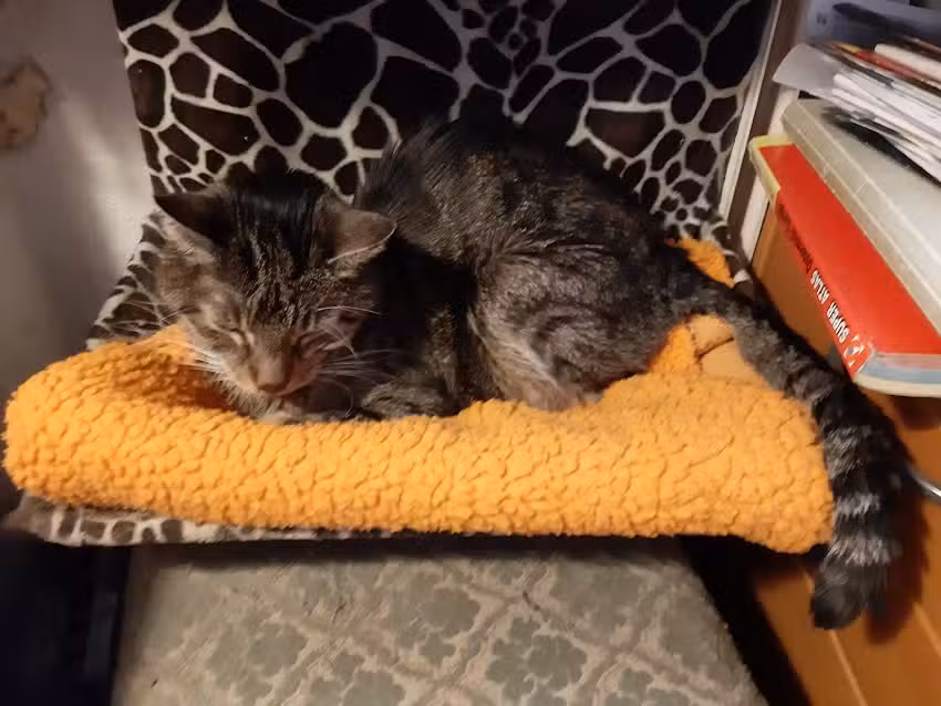 Tierarztpraxis Fünfhaus