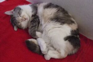 Tierarztpraxis Gebhard Anker