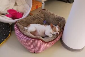 Tierarztpraxis Gisel