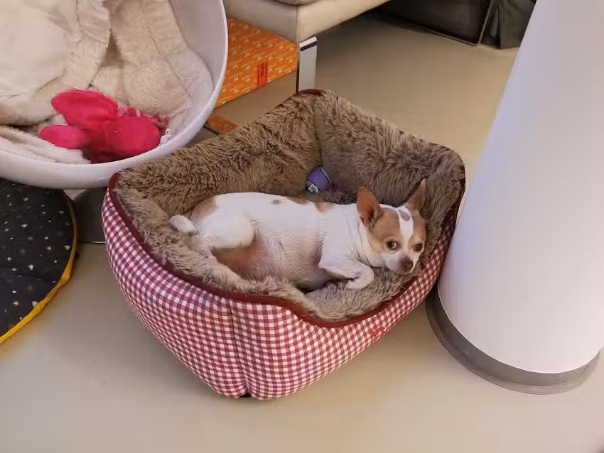 Tierarztpraxis Gisel