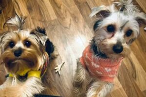 Tierarztpraxis Huber und Krois