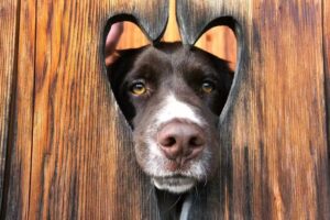 Tierarztpraxis Isser