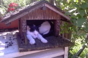 Tierarztpraxis Kagran