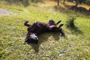 Tierarztpraxis Kim-Dorn GmbH