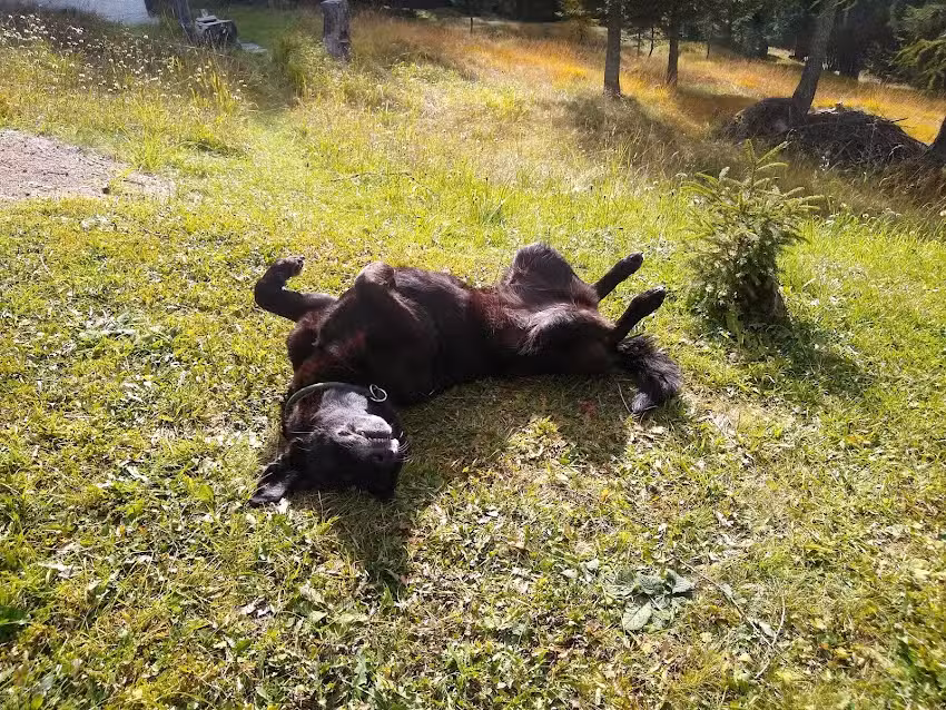 Tierarztpraxis Kim-Dorn GmbH