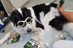 Tierarztpraxis Liechtensteinstraße