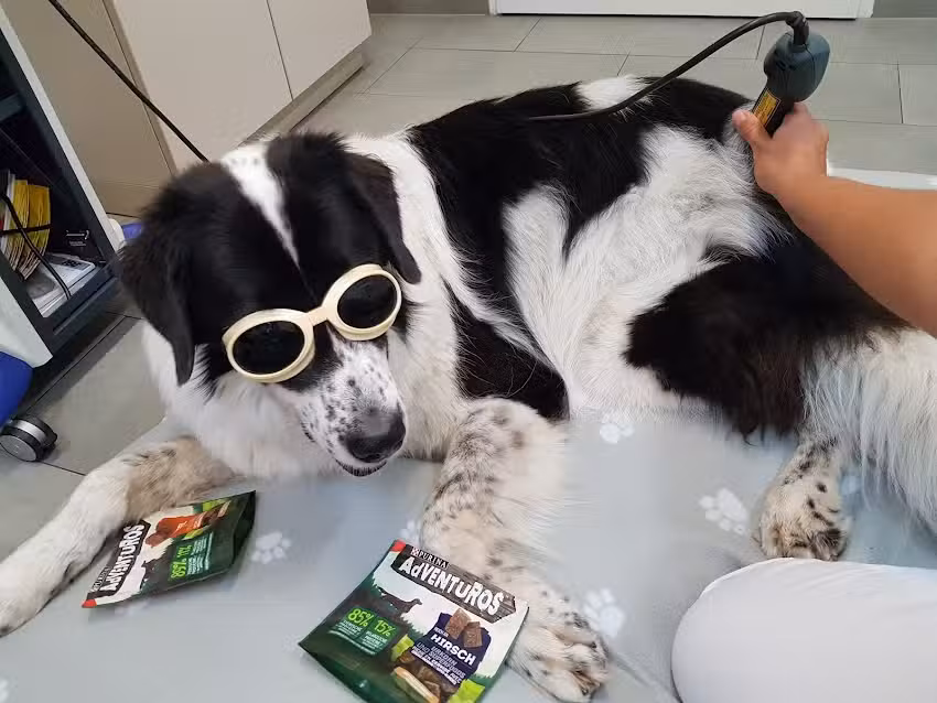 Tierarztpraxis Liechtensteinstraße