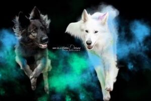 Tierarztpraxis Linde