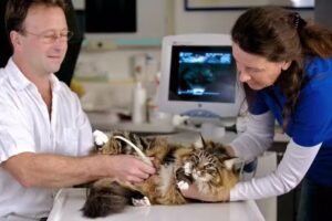 Tierarztpraxis Mag. Bauer