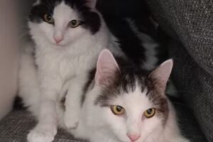 Tierarztpraxis Mag. Ira Öhlknecht