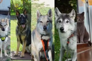 Tierarztpraxis Mag. med. vet. Jasmin Bäck