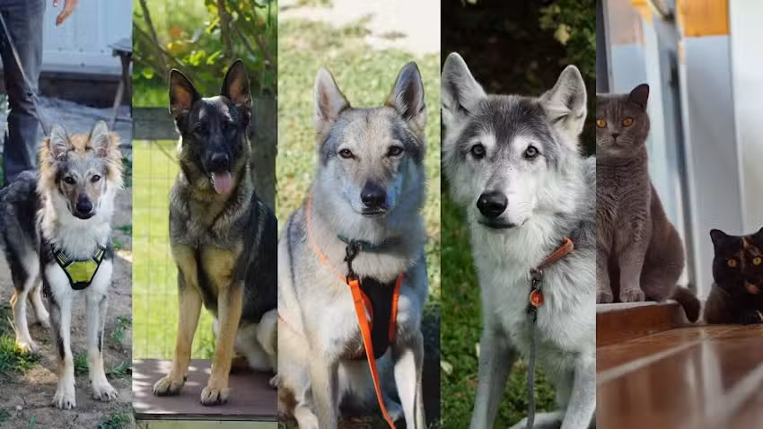 Tierarztpraxis Mag. med. vet. Jasmin Bäck