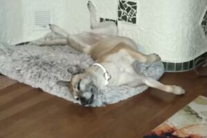 Tierarztpraxis Mag.med.vet. Tanja Musil