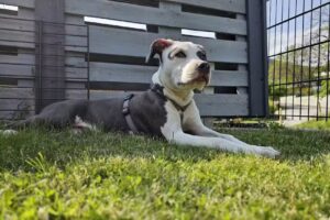 Tierarztpraxis Magdalensberg – Mag. Claudia Jordan