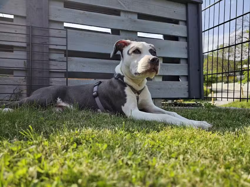 Tierarztpraxis Magdalensberg &ndash; Mag. Claudia Jordan