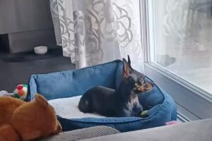 Tierarztpraxis Marchfeldkanal