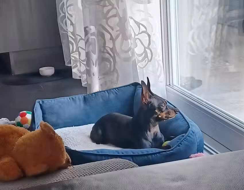 Tierarztpraxis Marchfeldkanal