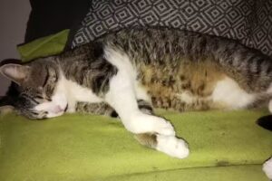 Tierarztpraxis Messner Schwaz