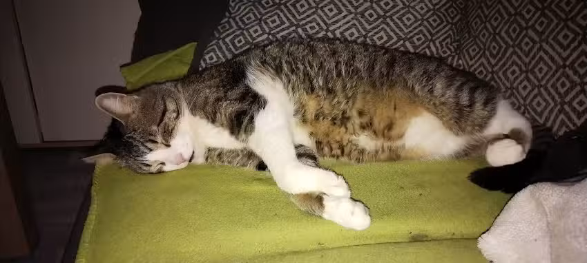 Tierarztpraxis Messner Schwaz