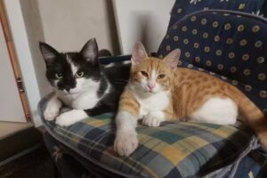 Tierarztpraxis Müller