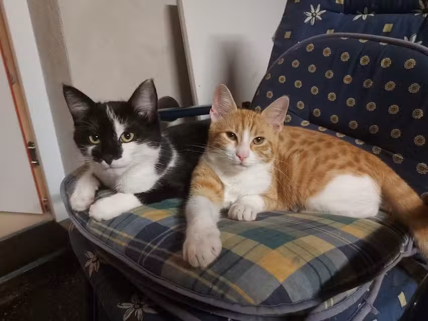 Tierarztpraxis Müller