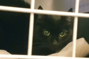 Tierarztpraxis Oberpullendorf