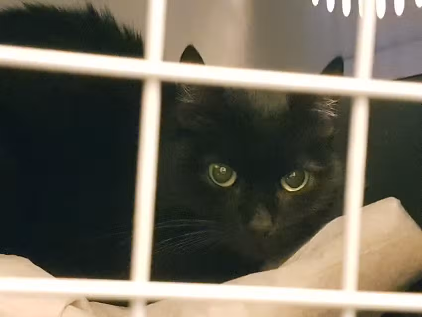 Tierarztpraxis Oberpullendorf