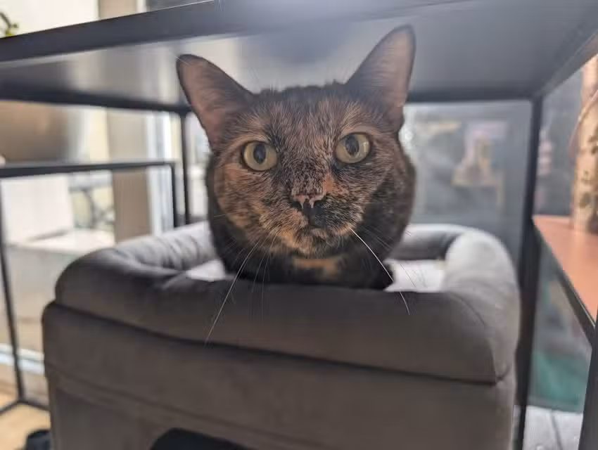 Tierarztpraxis Pottenbrunn