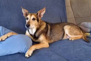 Tierarztpraxis Rauchenschwandtner