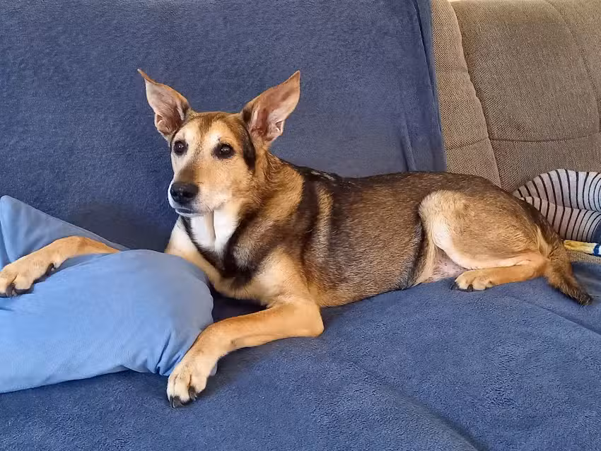 Tierarztpraxis Rauchenschwandtner