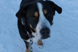 Tierarztpraxis Schartel