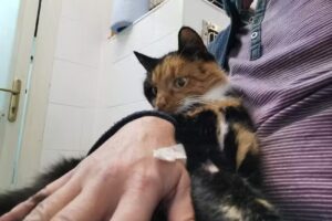 Tierarztpraxis Schloss Baumgarten