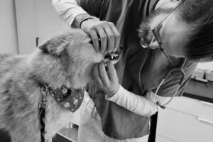 Tierarztpraxis Schönbacher