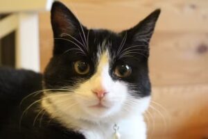 Tierarztpraxis Schrottenbacher – Tierarzt 1190 Wien Döbling