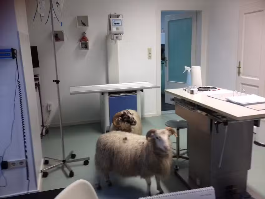 Tierarztpraxis St. Andrä-Wördern