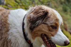 Tierarztpraxis St. Lukas