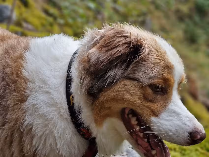 Tierarztpraxis St. Lukas