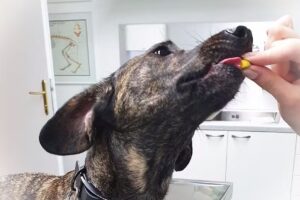 Tierarztpraxis ST.PETER – Dr. FASCHINGLEITNER Marion (Ordination Mo-Fr nur nach telefonischer Vereinbarung- KEIN NOTDIENST! )