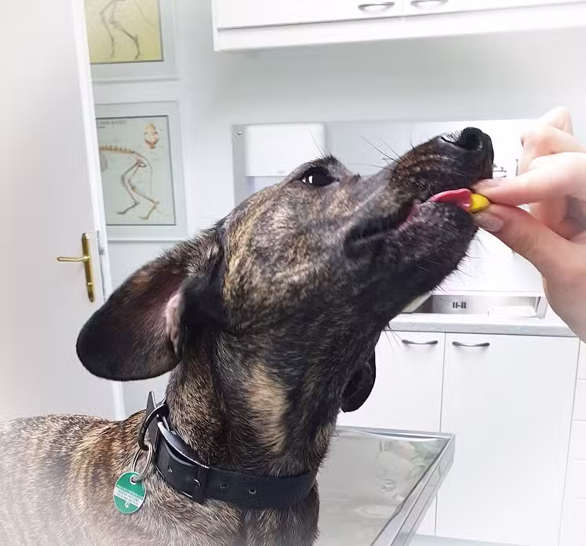 Tierarztpraxis ST.PETER – Dr. FASCHINGLEITNER Marion (Ordination Mo-Fr nur nach telefonischer Vereinbarung- KEIN NOTDIENST! )