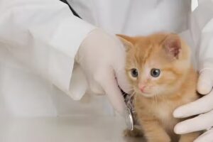 Tierarztpraxis Steuerberg – Rainer & Spendier OG