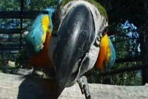 Tierarztpraxis Strebersdorf