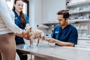 Tierarztpraxis Strudengau – Dr. Georg Haimel OG