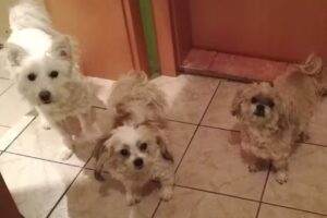 Tierarztpraxis Tallesbrunn