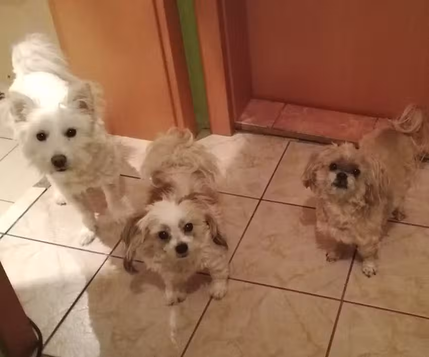 Tierarztpraxis Tallesbrunn