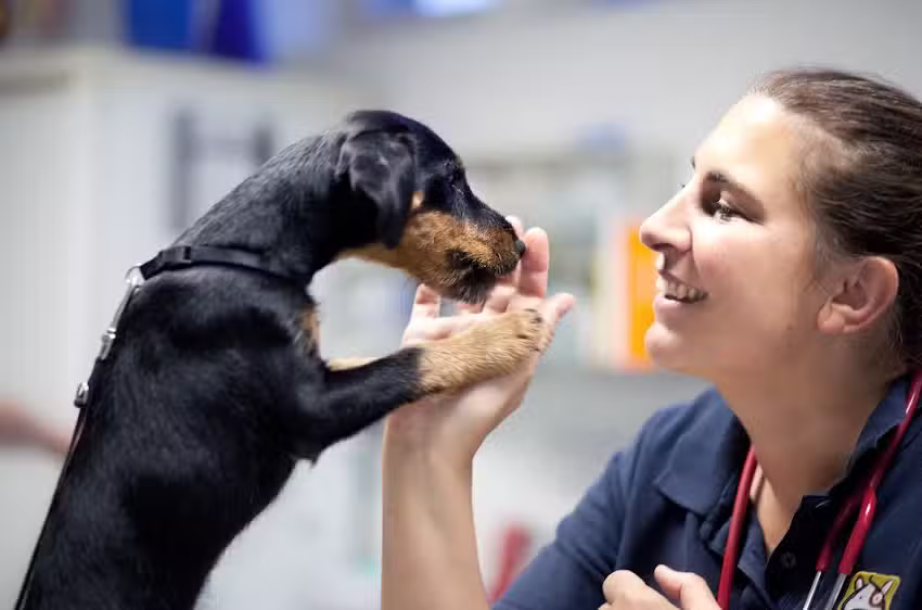 Tierarztpraxis Tiefenbacher und Utzmann