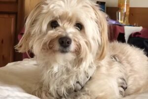 Tierarztpraxis Velich