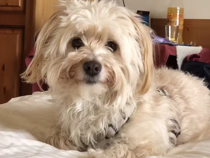 Tierarztpraxis Velich