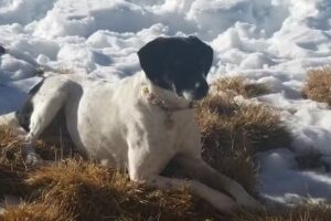 Tierarztpraxis Waltendorf – Mag. Bettina Peintinger