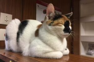 Tierarztpraxis Wieden