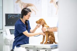 Tierarztpraxis Wilhering